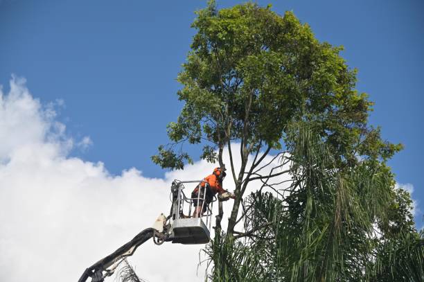 Best Commercial Tree Services  in USA